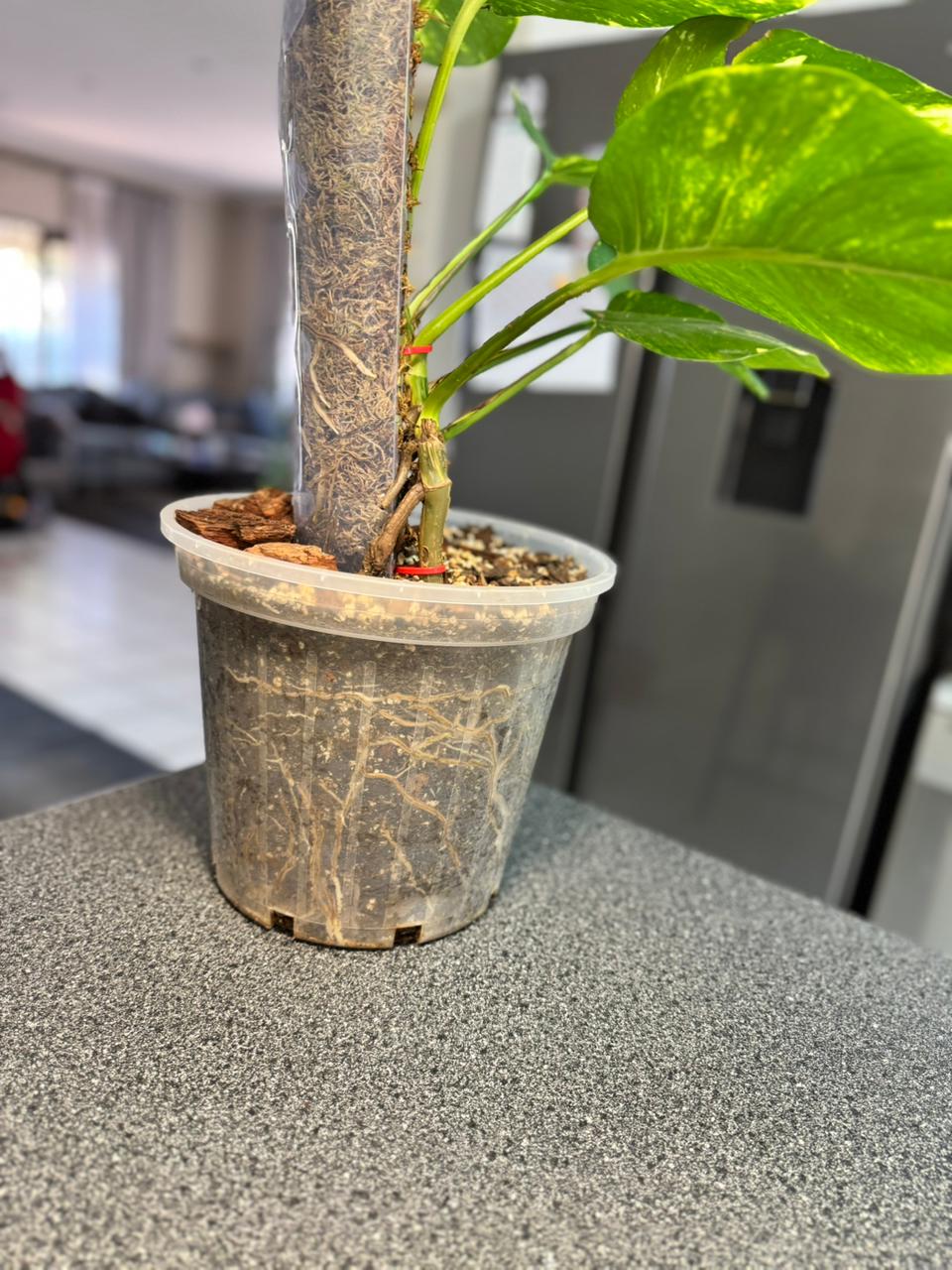 Root explosion in ROOTLABS